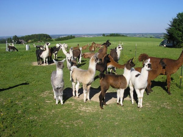 lama tour kaufbeuren